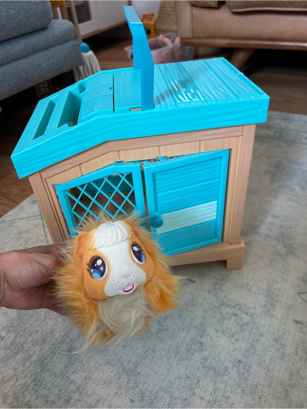Little live pet Guinea pig and house